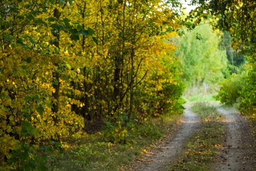 Autumnal alley, sandy road and colorful leaves