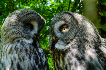 Owl talk