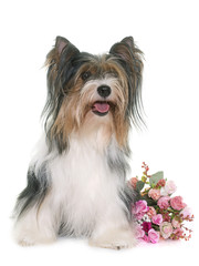 biewer yorkshire terrier
