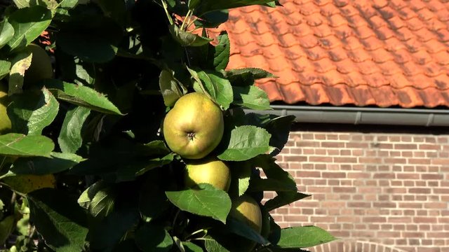 Apple tree and green apples hanging in the tree low hanging fruit almost ripe green colored also showing green leaves and next to it the orange warm color of house roof and walls unsharp 4k quality
