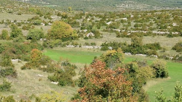V&eacute;g&eacute;tation des grands causses