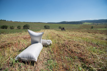 Fototapeta premium sacks of buckwheat on harvested field