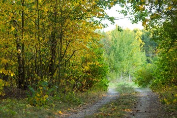 Obraz premium Autumnal alley, sandy road and colorful leaves