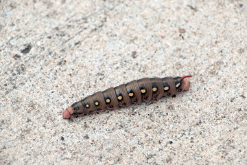 Wurm-Raupe-Lindenschwärmer