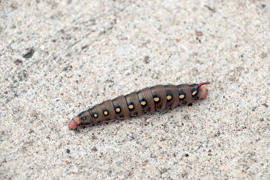 Wurm-Raupe-Lindenschw&auml;rmer