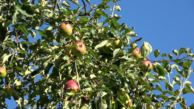 Apple tree showing red and green apples hanging in the tree low hanging fruit almost ripe green and red color also showing green leaves and through them a crips blue sky in the background 4k quality