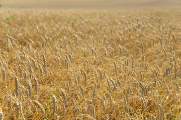 Ripe wheat close-up