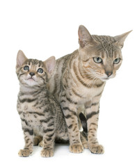 bengal kitten and mother