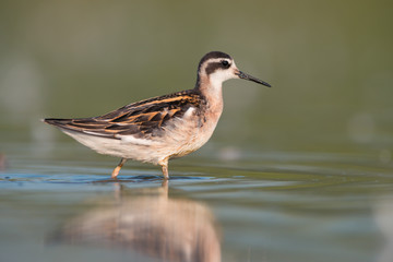 Red-necked phalarope (Phalaropus lobatus)