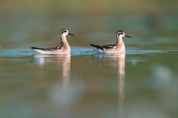 Red-necked phalarope (Phalaropus lobatus)