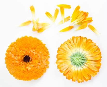 Calendula Or Marigold Flowers And Petals On The White Background