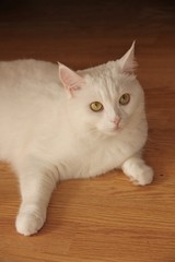 Fototapeta na wymiar white cat of the British breed