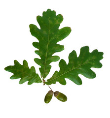 Acorns and leaves isolated on a white background.