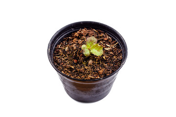Red oak lettuce leaf in pot isolated on white background.