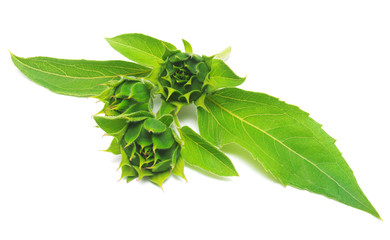 Obraz premium Closed sunflower isolated on white background