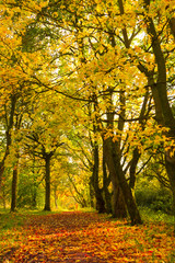 Fototapeta na wymiar Autumn landscape with trees