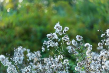 Withered thistle flowers in sunset light