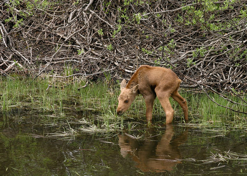 Baby Moose