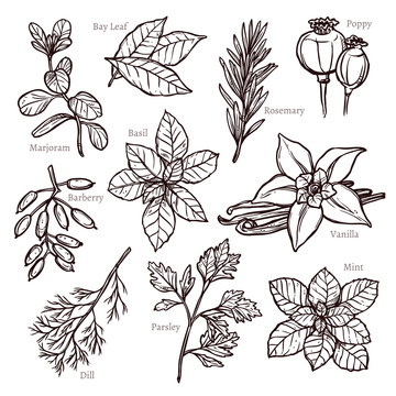 Sketch Herbs And Spice Collection In Hand Drawn Style