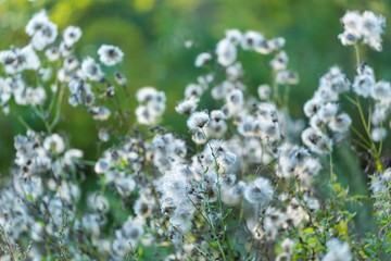 Withered thistle flowers in sunset light