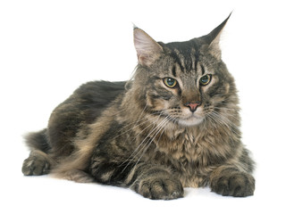 maine coon cat