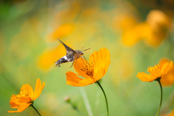 El colibrí Halcón-Polilla se encuentra entre tres flores Margaritas. © jesuschurion57