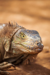 Obraz premium varan crawling