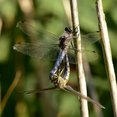 black-tailed skimmer, Orthetrum cancellatum at mating