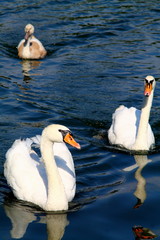 Two adult swans and cygnet on the river, summer sunny day.