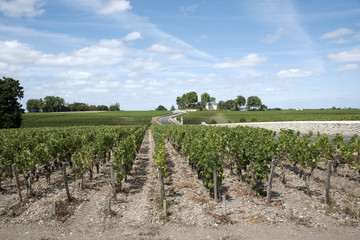 Fototapeta na wymiar Pauillac wine region France -- Vines and vineyards in Pauillac a wine producing area of the Bordeaux region France
