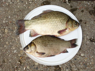 Рыба карась.