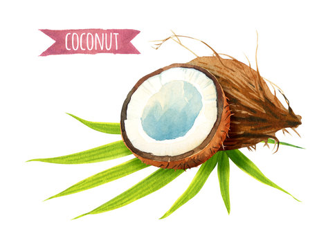 Coconut set, watercolor illustration with clipping path