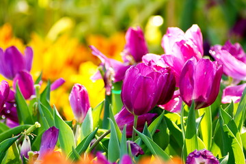 Beautiful purple tulip flower field in sunlight at the green gar
