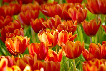 Beautiful orange tulip flower field in garden