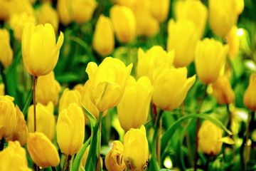 Beautiful yellow tulip flower on green garden background