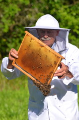 Pszczelarz podczas inspekcji w pasiece

