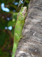 Green Iguana