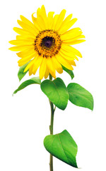 Obraz premium Flower of sunflower isolated on white background