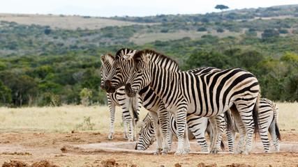 Fototapeta na wymiar Burchell's Zebra at Watering Hole