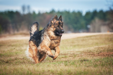 German shepherd dog running on the field