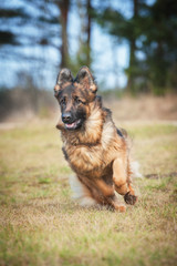 German shepherd dog playing with a ball