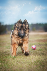 German shepherd dog playing with a ball
