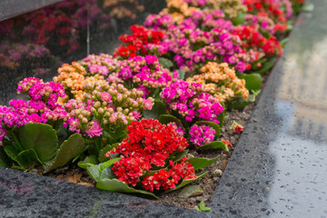 Colored flowers on the flowerbed in city rainy day