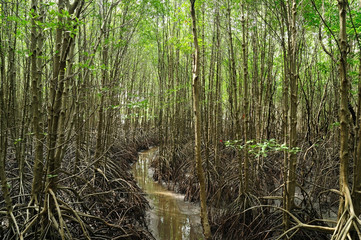 Mangrove nature trail in Chantaburi province, Thailand