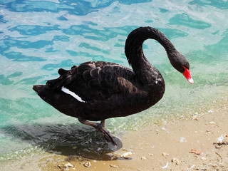 Black swan on the pond