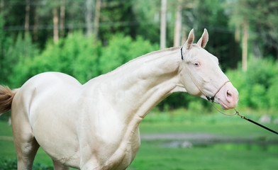 portrait of creamello purebred akhalteke stallion
