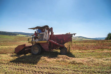 farmers harvesting buckwheat