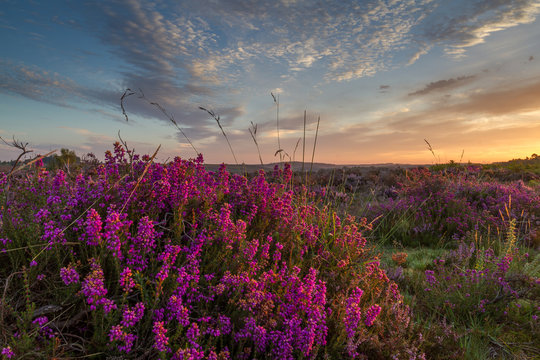 warm glow at sunrise on heather