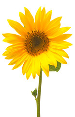 Fototapeta premium Flower of sunflower isolated on white background