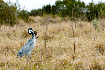 Great blue heron bird catching a mouse - Image 1 of 4